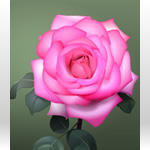 薔薇（バラ）の無料イラスト素材