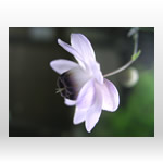 花の無料壁紙・高画質写真素材002