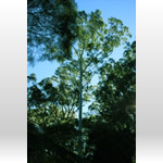森・樹木の無料壁紙・高画質写真素材001