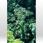 森・樹木の無料壁紙・高画質写真素材002