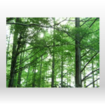 森・樹木の無料壁紙・高画質写真素材004