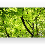 森・樹木の無料壁紙・高画質写真素材005